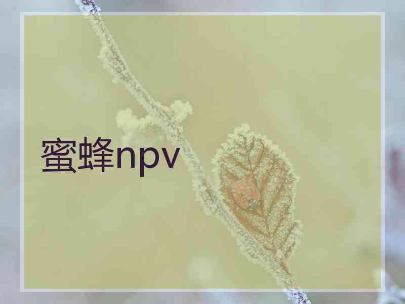 蜜蜂npv