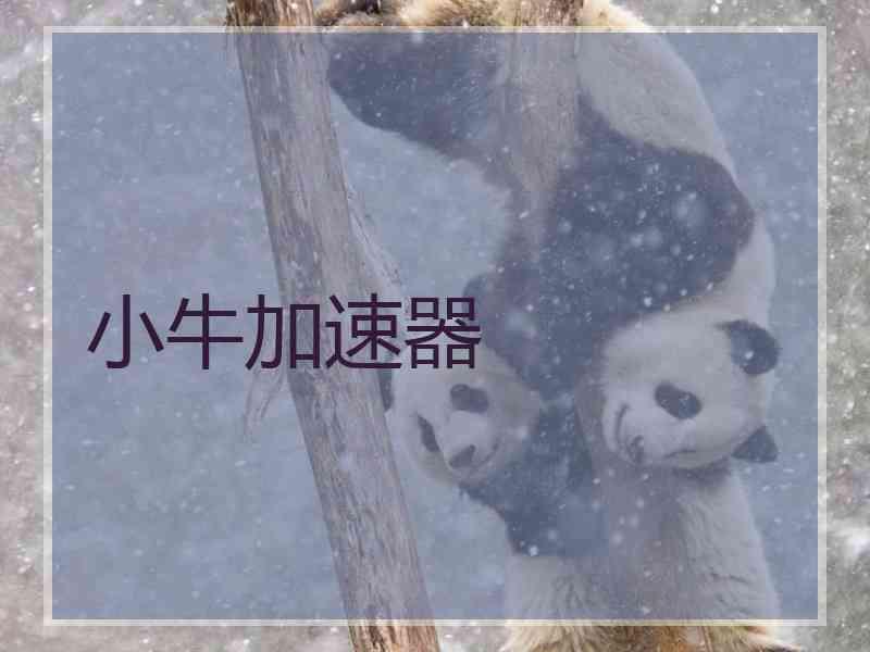 小牛加速器