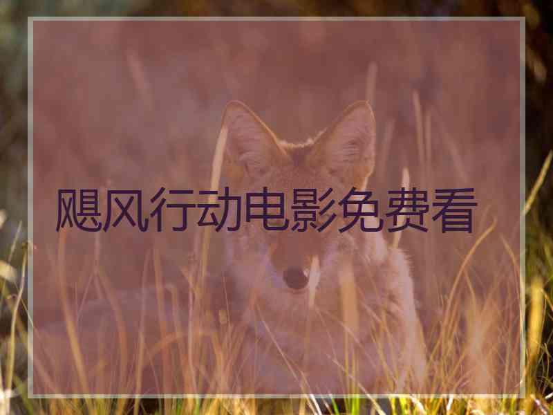 飓风行动电影免费看