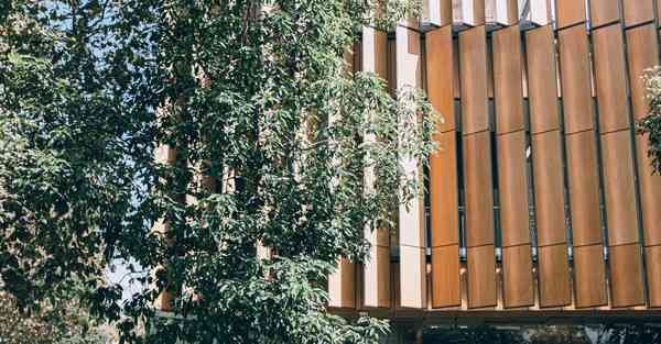 绿叶破解版下载